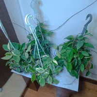 کاکتوس گل آپارتمانی هویا ابلغ و هویا سبز