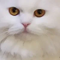 سرگرمی