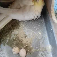 عروس نر و ماده