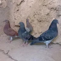 ۴ عدد جوجه کبوتر