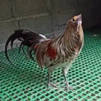 سوماترا  برهما