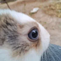 بچه خرگوش