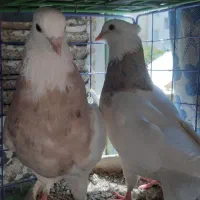 کبوتر طوقی