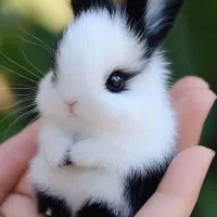 چشم‌اشکی فنجونی گوش پایین خرگوش