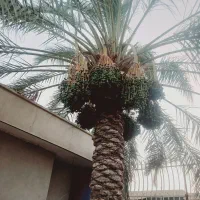 بستن وتمیزکردن نخل خرما