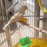 قناری نر  به رنگ موزاییکی مست اوازخوان عالی