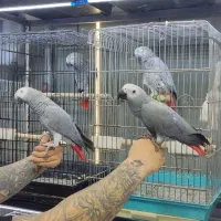 مرجع تخصصی فروش کاسکو