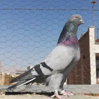 کبوتر سبز