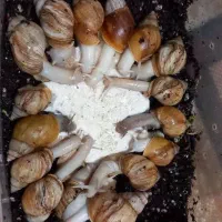 فروش حلزون آچاتینا