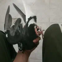 کفتر|پرنده|خرمشهر, |دیوار