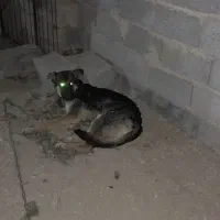 سک ژرمن شناسنامه دار