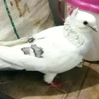 کفتر یا کبوتر