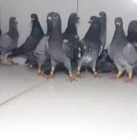 جوجه المانی