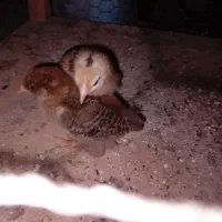 دو عدد جوجه گلپایگانی