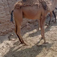 شترفروشی