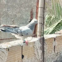 طوقی|پرنده|بم, |دیوار