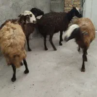 میش جهت عید قربان