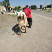 گاو سیمنتال با گوساله سیمنتال ماده