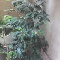 گل و گیاه