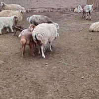 گوسفند|حیوانات مزرعه|اسفراین, |دیوار