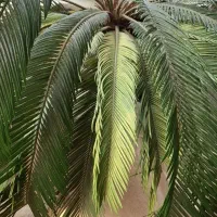 اِحیای گیاهان آپارتمانی اُورژانسی