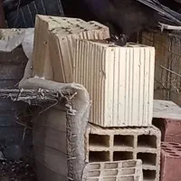 کفتر زاغ