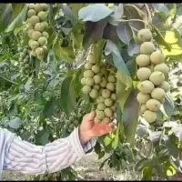 نهال فروشی مهندس فرخی