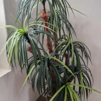 درختچه و مجسمه