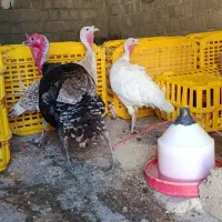 فروش 3عددماده 1عددنره