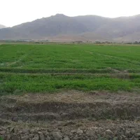 پرس شبدر