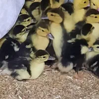 جوجه اردک اسرائیلی( مسکویی)