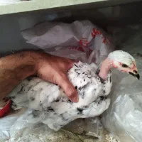 مرغ و خروس نیمچه ۴ ماهه و ۳ ماهه زیر مرغی قلم سبژ