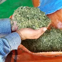 یونجه درجه یک و ارزان