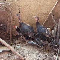 خروس گلین مرغ تخم گذار بوقلمون ماده فروشی