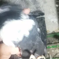 .کبوتر