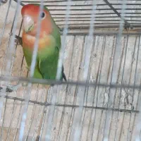 طوطی برزیلی
