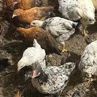 جوجه بومی محلی