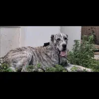 سگ خراسانی/گریدین/آلابای