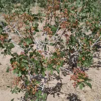 کارگر برای گلاس زردآلو چینی در خدمتیم