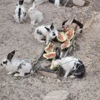 سلام معاوضه با مرغ هم دارم