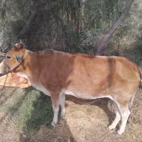 گاو ماده جوان