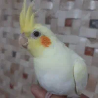 جوجه طوطی برزیلی