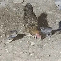 فروش مرغ باسه جوجه دوماهه