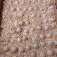تخم بلدرچین کوهی نطفه دار