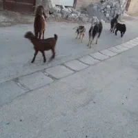 سه راس بز بزغاله روهم ۶عدد۶۳تومن