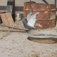 چند عدد کبوتر عتیقه