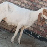 میش مری طوطی ابست جمل زا