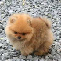 پامرانین خرسی واقعی