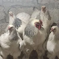تخم مرغ برهما مولد ها وارداتی