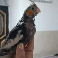 پرنده